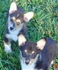 Pembroke Welsh Corgi